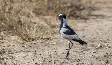 Kruger Milli Parkı'nda Demirci Yağmurkuşu kuşu