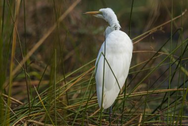 Great Egret, Güney Afrika