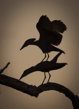 Ağaçtaki çekiç başlı leylek kuşları, Güney Afrika