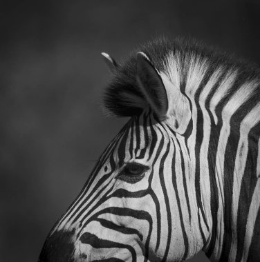 Güney Afrika'nın vahşi doğasında Ortak Zebra