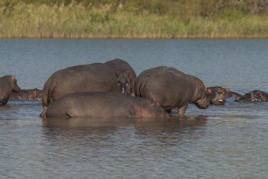 Suaygırları vahşi doğada, Güney Afrika