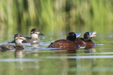 Göl ördekler, Patagonia, Arjantin