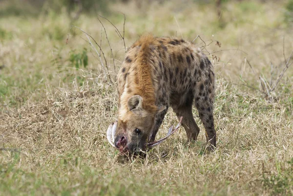 Hyena Divoké Přírody Jižní Afriky — Stock fotografie