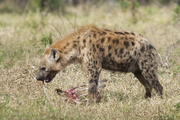 Hyena Divoké Přírody Jižní Afriky — Stock fotografie