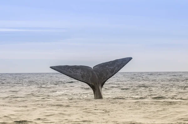 Ballena Franca Austral Patagonia Argentina — Foto de Stock