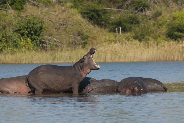 野生の自然は 南アフリカ共和国でカバ — ストック写真