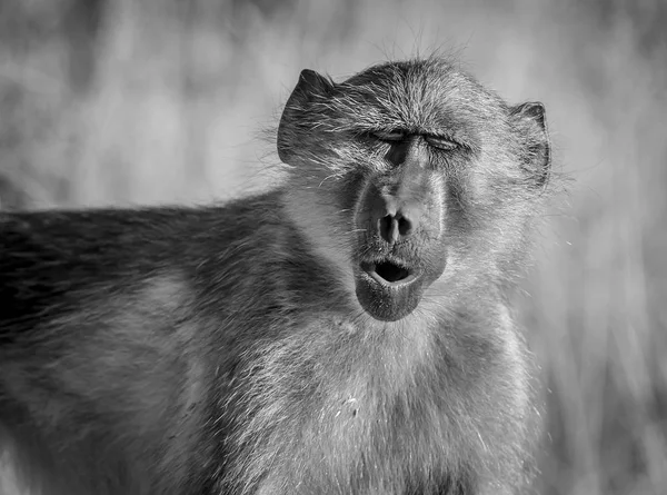 Babbuino Scimmia Nella Natura Selvaggia Africa — Foto Stock