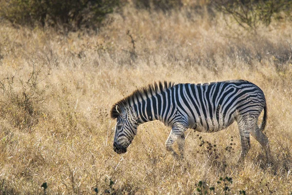 Zebra Comune Nella Natura Selvaggia Del Sud Africa — Foto Stock