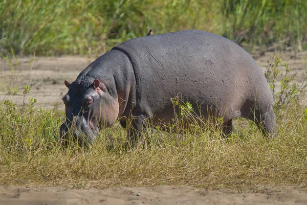 Hippo Natureza Selvagem África Sul — Fotografia de Stock