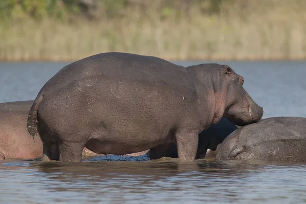 Hipopotamy Dzikiej Przyrody Republika Południowej Afryki — Zdjęcie stockowe