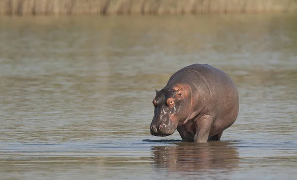 Hippo Wilde Natuur Zuid Afrika — Stockfoto