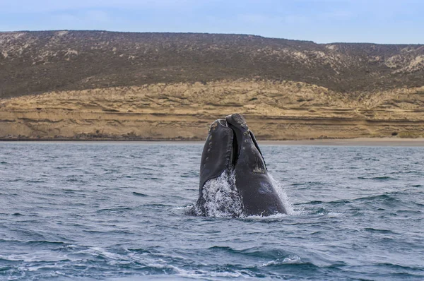 アルゼンチン パタゴニアでミナミセミクジラ — ストック写真