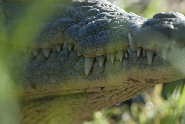 Crocodilo Nilo Perto — Fotografia de Stock