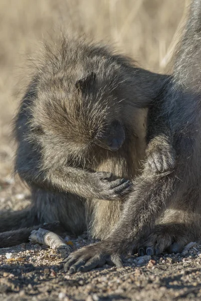 Maymun Maymunu Vahşi Doğada Afrika — Stok fotoğraf