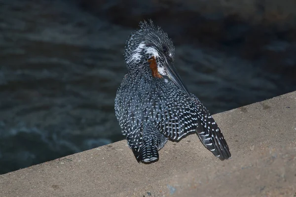 Nahaufnahme Des Eisvogels — Stockfoto