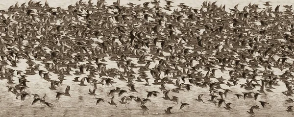 Vogelschwarm Flug — Stockfoto