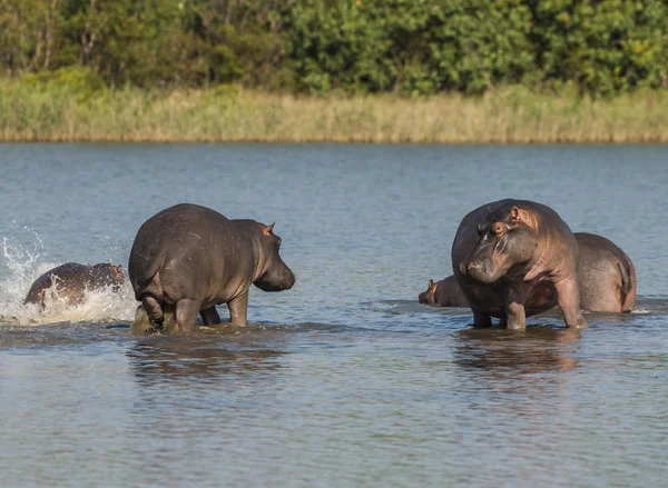 Hipopótamos Naturaleza Salvaje Sudáfrica —  Fotos de Stock