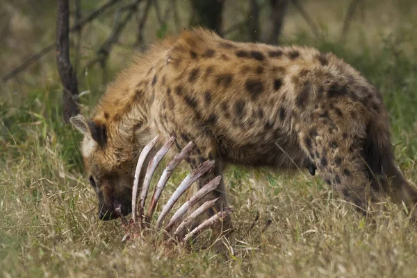 Hyena Divoké Přírody Jižní Afriky — Stock fotografie