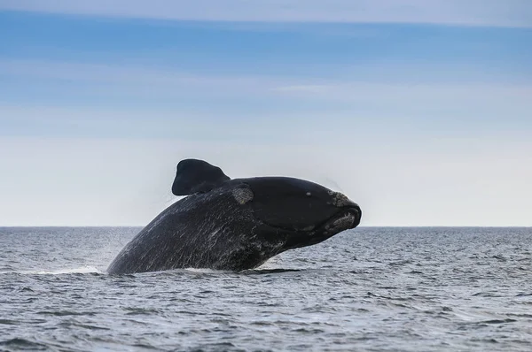 Southern Right Whale Patagonia Argentina — Stock Photo, Image