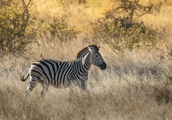 Zebra Savana Africana — Fotografia de Stock