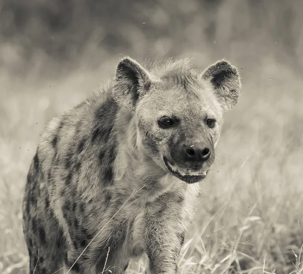 Hyena Natureza Selvagem África Sul — Fotografia de Stock