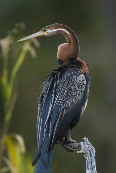 Close View Bird Nature Scene — Stock Photo, Image