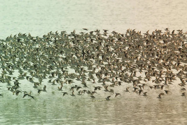 Möwen Und Seeschwalben Patagonien Argentinien — Stockfoto