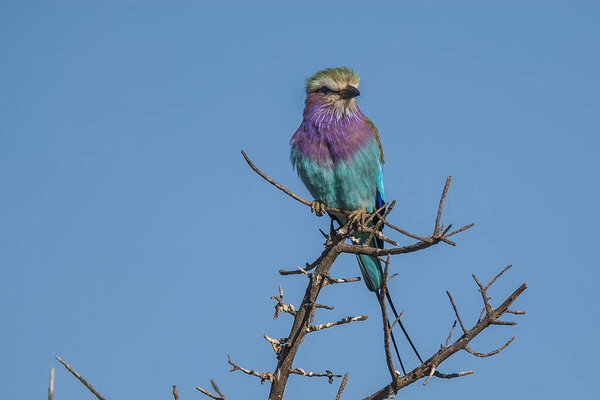 Сиреневогрудый каток, Южная Африка
