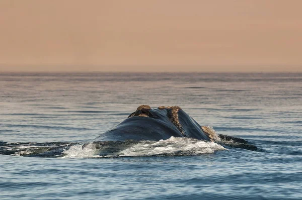 Baleine Noire Australe Patagonie Argentine — Photo