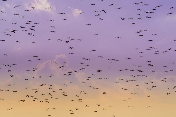 阿根廷巴塔哥尼亚海鸥和燕鸥群 — 图库照片