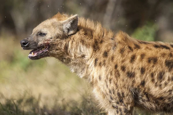 Hyäne Wilder Natur Südafrikas — Stockfoto