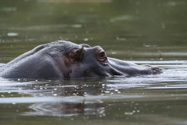 Hippo Wild Nature South Africa — Stock Photo, Image