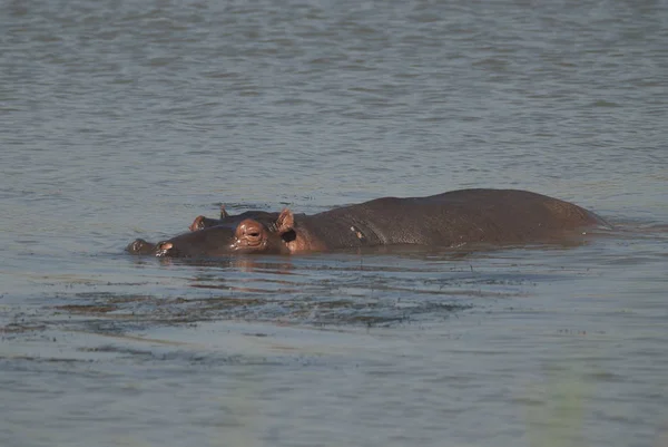 野生の自然は 南アフリカ共和国でカバ — ストック写真