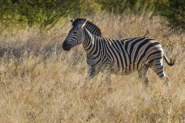 Zebra Comune Nella Natura Selvaggia Del Sud Africa — Foto Stock