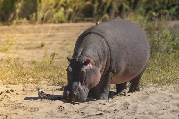 Hippo Vahşi Doğada Güney Afrika — Stok fotoğraf
