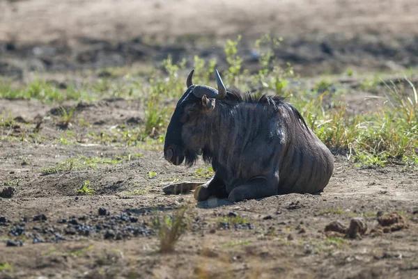 Gnus Azuis Deitados Chão — Fotografia de Stock