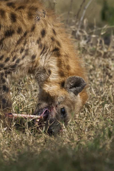 Hyena Divoké Přírody Jižní Afriky — Stock fotografie