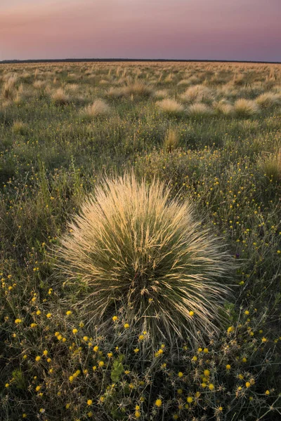 Pampaslandschaft Von Patagonien Argentinien — Stockfoto