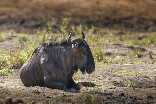 Gnus Azuis Deitados Chão — Fotografia de Stock