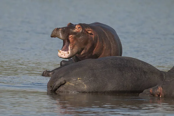 Hippos Natureza Selvagem África Sul — Fotografia de Stock