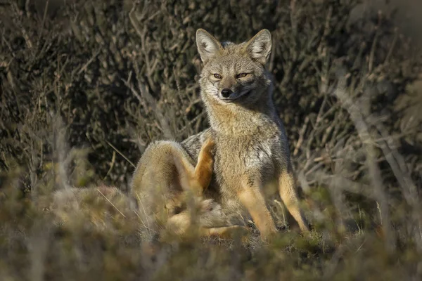 Patagonian Grey Fox Patagonia Argentina — 图库照片