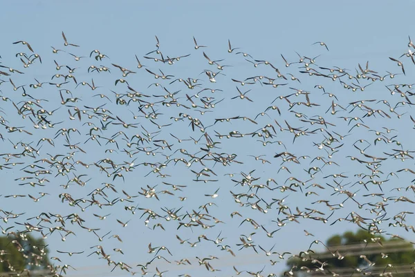 Troupeau Oiseaux Vol — Photo