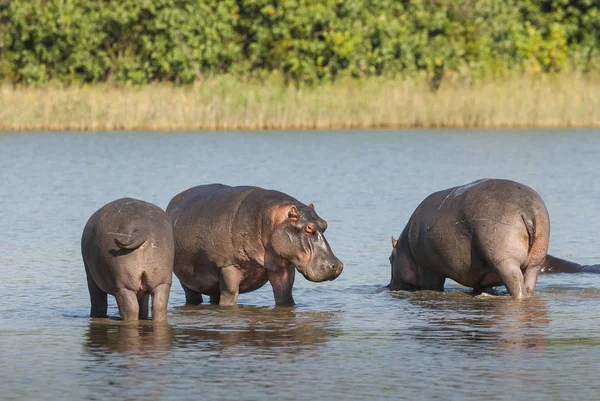 Hipopótamos Naturaleza Salvaje Sudáfrica —  Fotos de Stock