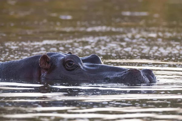 Hippo Natureza Selvagem África Sul — Fotografia de Stock