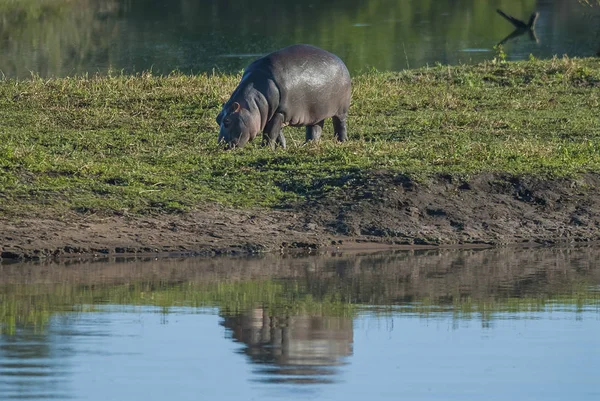 Hippo Dans Nature Sauvage Afrique Sud — Photo