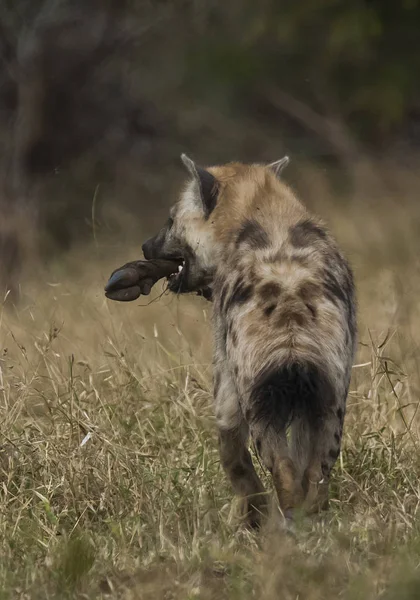 Hyena Wilde Natuur Van Zuid Afrika — Stockfoto