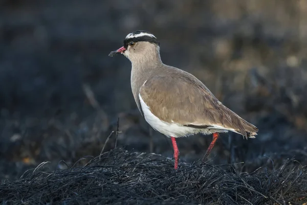 Close Weergave Van Gekroonde Plevier — Stockfoto