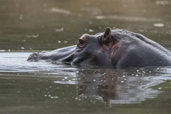 Nilpferd Wilder Natur Südafrika — Stockfoto