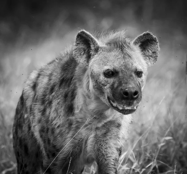 Hyena Natureza Selvagem África Sul — Fotografia de Stock