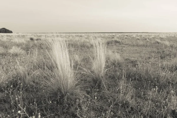 Pampas Paisagem Patagônia Argentina — Fotografia de Stock